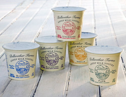 Webbellwether Webbellwether