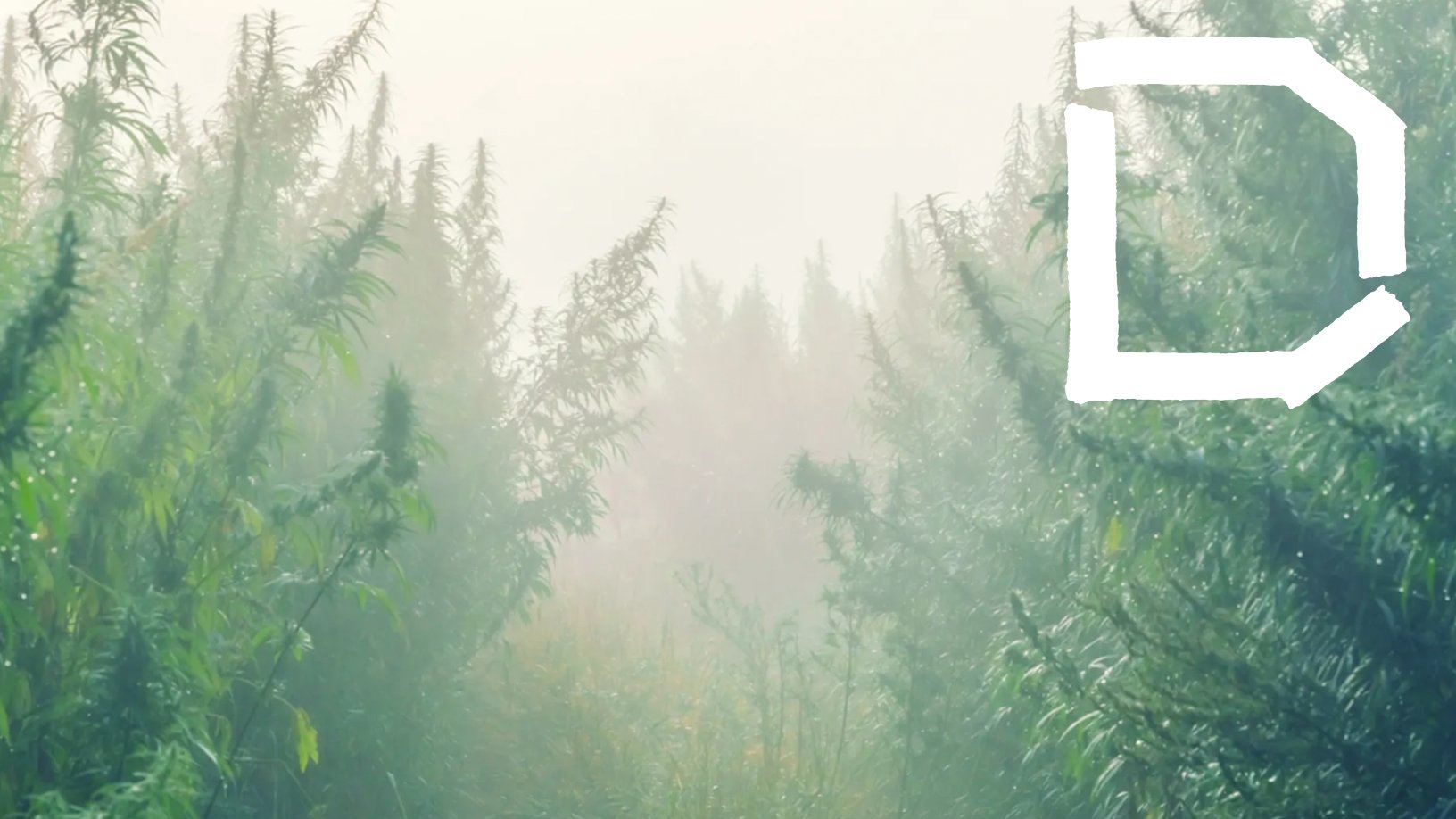 What Will The Cannabis Industry Look Like In 5 Years?