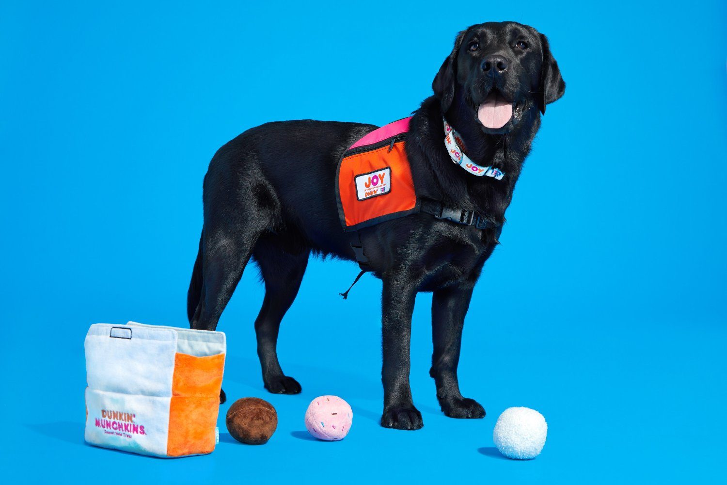Dogs Now Run (And Fetch) On Dunkin’