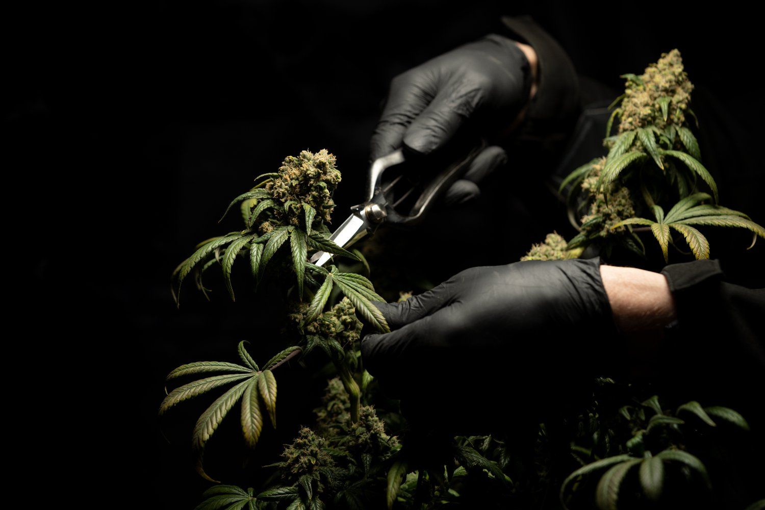 It’s Not Easy Being Green: How Legal Cannabis Continues To Be Regulated To Death